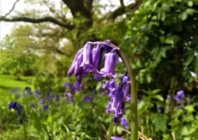 Bluebells