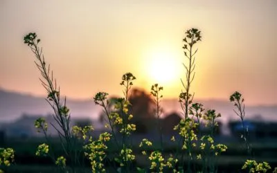 Why Natural Burials can be Less Damaging for the Environment