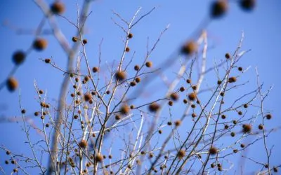 Natural Burial or Cremation for an Environmentally Sound Option?