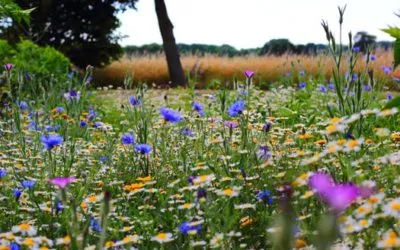 Some Common Funeral Myths Tackled