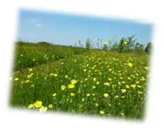 upcoming funerals at Westall Park