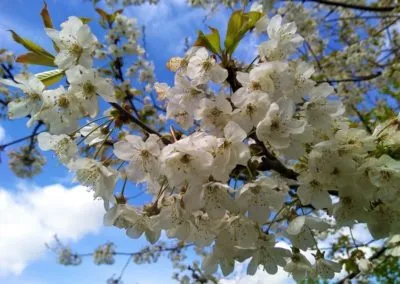 White Blossom